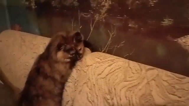 Наша сиамская маленькая кошка Зирочка перед сном.Our Siamese little cat Zirochka before going to be смотреть онлайн