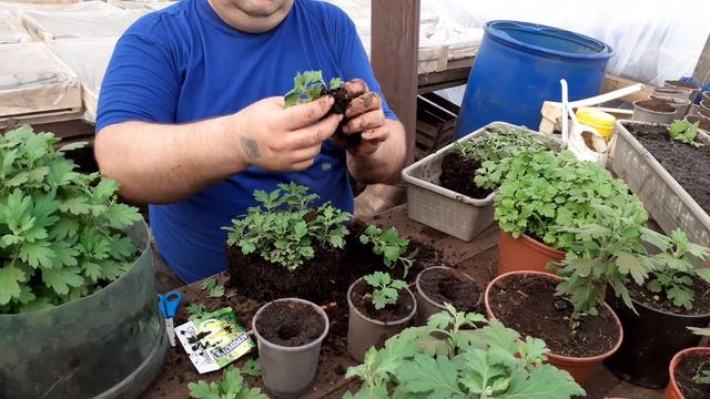 Хризантема мультифлора как черенковать подробно объясняю. смотреть онлайн