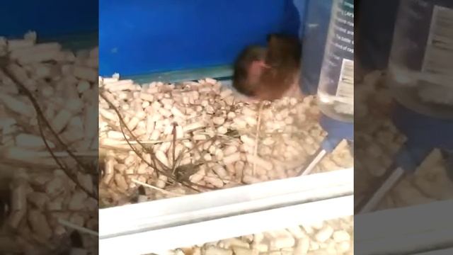 Борьба хомяков,что-то не поделили,хомяки дерутся смотреть онлайн