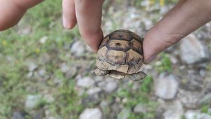 Маленькая средиземноморская сухопутная черепаха