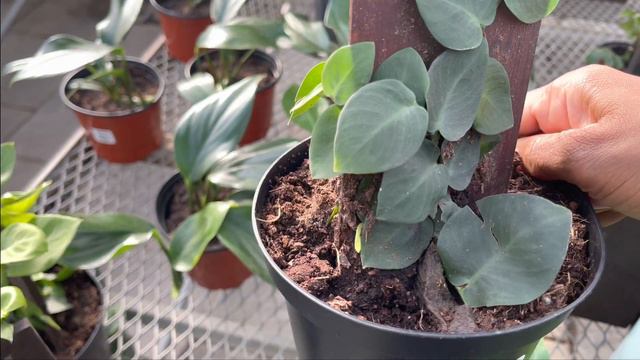Plant shopping @ Anga’s Farm& Nursery ( Hoya, Philodendron, uncommon plants)￼ смотреть онлайн