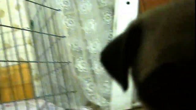 Щенки мопса 1месяц 1неделя смотреть онлайн