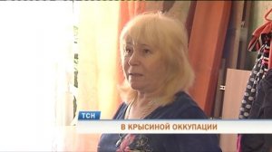 Пермяки массово жалуются на нашествие мышей и крыс