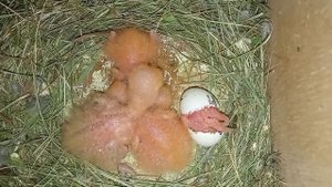 Рождение птенца ПОПУГАЯ НЕРАЗЛУЧНИКА / Вылупление из яйца младшего птенца