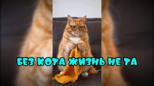 Без кота жизнь не та #смешныекоты