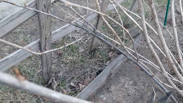Обрезка высокорослого крыжовника. Укоренение крыжовника отводком.