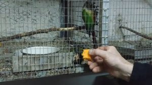 Зимовник Часть 2 (Пиррура)