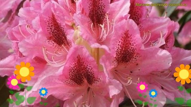 Рододендрон гибридный Космополитен. Краткий обзор, описание характеристик rhododendron Cosmopolitan