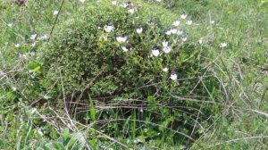 Прекрасная неповторимая природа Армения,(Ачаджур, Тавуш)