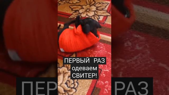 ПЕРВЫЙ РАЗ одеваем СВИТЕР ЩЕНКУ/ Приколы с животными смотреть онлайн