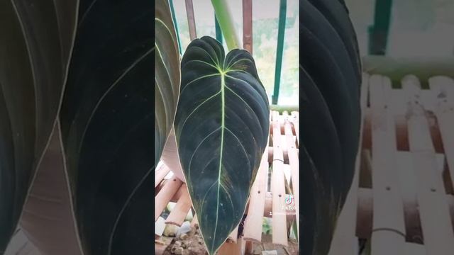 Philodendron Melanochrysum