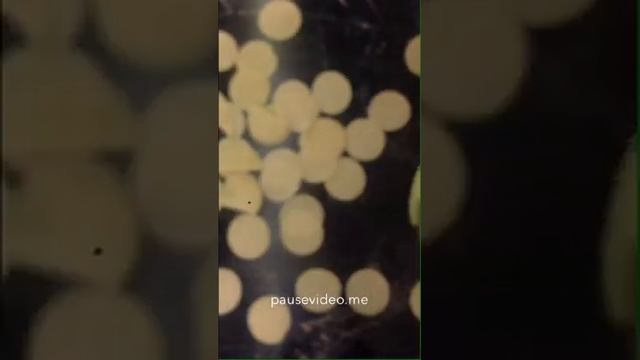 Быстрая лепка пельменей ?