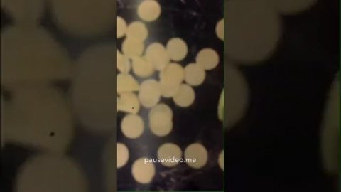 Быстрая лепка пельменей ?