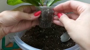 Комнатные растения?Пересадки?Мирт?Хойя Австралис Лиза⚘Хойя Кентиана?Состав грунта?Новый маникюрчик?