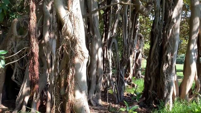 Ficus macrophylla f. columnaris - Lord Howe Fig смотреть онлайн