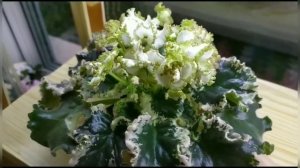 11 СОРТОВ ФИАЛОК С НАЗВАНИЯМИ. ЛЮБИМЫЕ СОРТА ФИАЛОК.