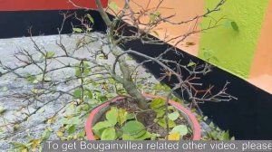 Bougainvillea Leaves Dropping Technique Trailer Video//Baganbilas