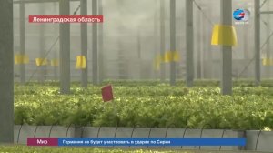 Открытие салатной теплицы ТК Выборжец