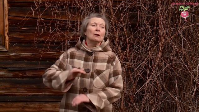 Лимонник весной #urozhainye_gryadki смотреть онлайн