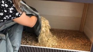 Стеллаж для морских свинок|морские свинки переезжают|СВИНКИ с МОРЯ