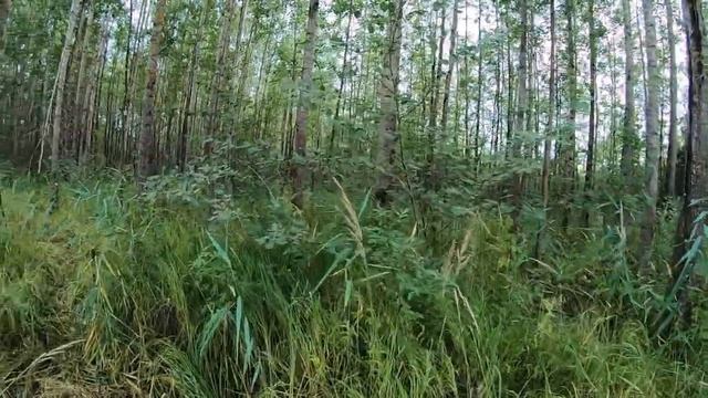 Рыбалка на щуку летом .Жизнь в деревне. смотреть онлайн