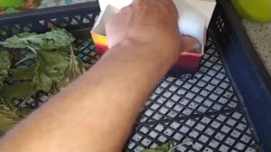 итог выращивания бройлеров на зерно смеси. моя деревенская жизнь.