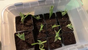 Черенкование лаванды зимой. Первый опыт. 08.12.23