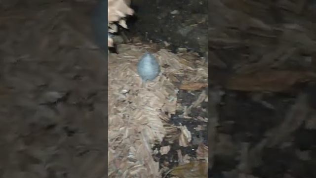 Улей шмеля, находка века такое редко можно увидеть смотреть онлайн