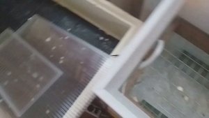 Инкубация в инкубаторе Норма Лупер. Часть 2-ая.