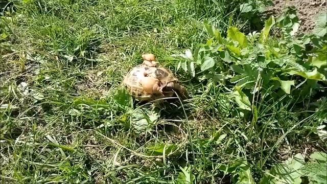 Да не догонят смотреть онлайн