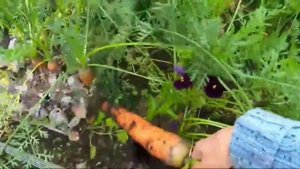 ?Хороший результат(урожай) МОРКОВИ.Удобный способ посадки в яичные ячейки!!!