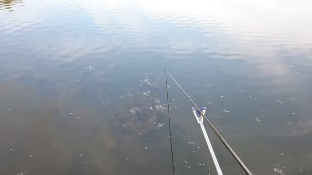 Пух на воде(пятитычинковая ива)26.08.16 смотреть онлайн