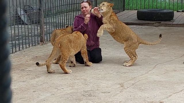 Переселение львят и их знакомство с прайдом.Рукопашная борьба с львятами.Парк львов.Абхазия.05.2022 смотреть онлайн