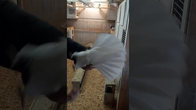 Голуби Пленкин И.В. г.Киров 2023 смотреть онлайн