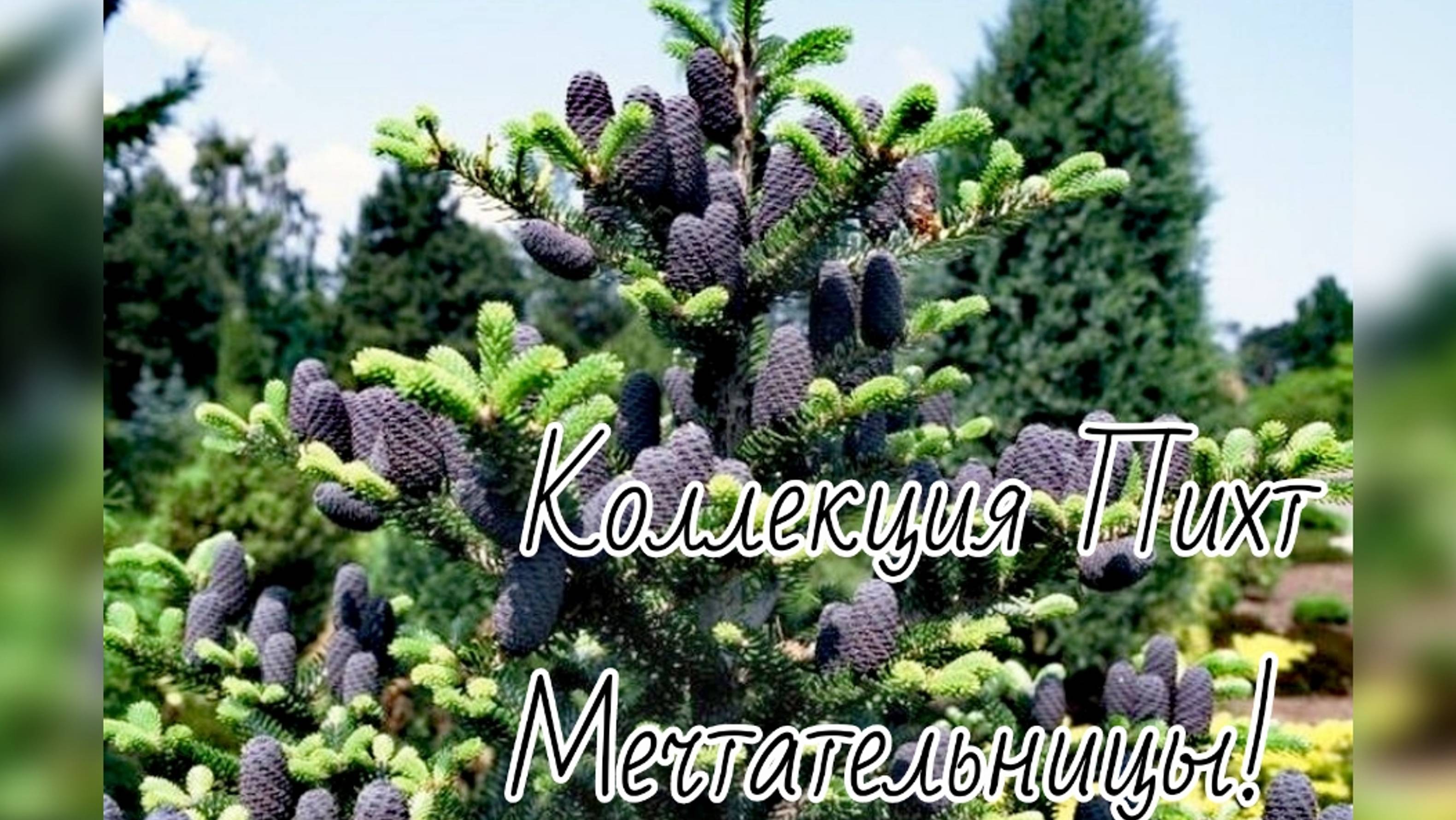 Мечтательница хвойные