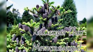 Коллекция Пихт Мечтательницы🔥Очередная потеря💔9 августа 2024г