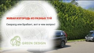 Живая изгородь из разных туй! Смарагд или Брабант, вот в чем вопрос!