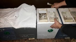 Зимовка в Мини+.Как перезимовать запасных маток!? Часть 3.