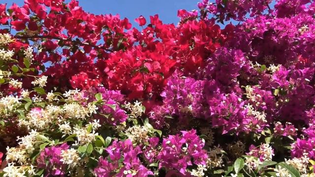 Анталия Калейчи: Исторический Район с Древних Времен До Наших Дней / ANTALYA KALEİÇİ смотреть онлайн