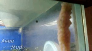 Ампулярия разведение/размножение