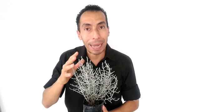 ARBUSTO o HELECHO ALUMINIO Calocephalus / Leucophita brownii смотреть онлайн