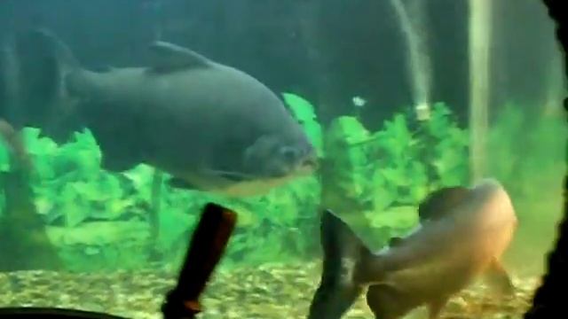 Выставка-аквариум в Челябинске (Черный Паку) смотреть онлайн