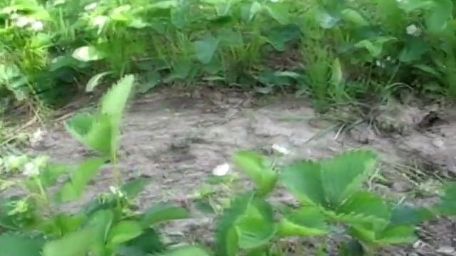 Видеообзор 11 сортов клубники  Период цветения