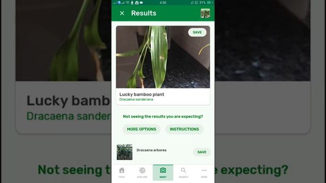 PlantSnap identifies a Lucky bamboo plant (Dracaena sanderiana)