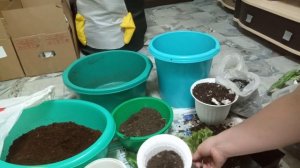 Комнатные Растения. Пересадка Хойи, Плюща, Хлорофитума Бонни. 26 Апреля