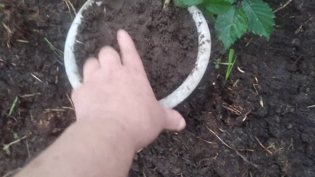 ежевика,как выбрать саженец для посадки осенью смотреть онлайн