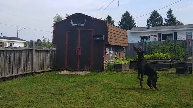 Loki cookie jump doberman смотреть онлайн