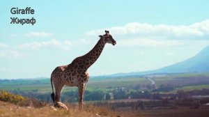 ЗВУКИ ДИКИХ ЖИВОТНЫХ Волк, крокодил, зебра, пингвин, лемур #звукиживотных