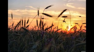 Мы с конём по полю идём