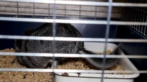 Сколько живут шиншиллы в домашних условиях. Продолжительность жизни шиншилл